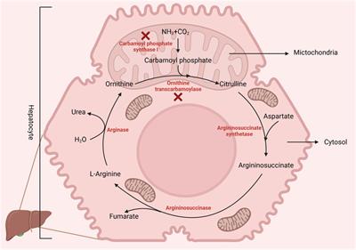 Beyond protein synthesis: the emerging role of arginine in poultry nutrition and host-microbe interactions